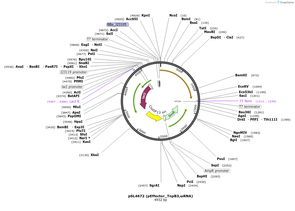 210872-plasmid-map-sequence-id-418054