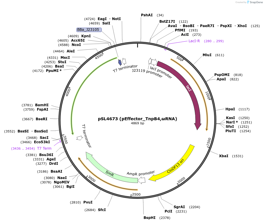210873-plasmid-map-sequence-id-418055