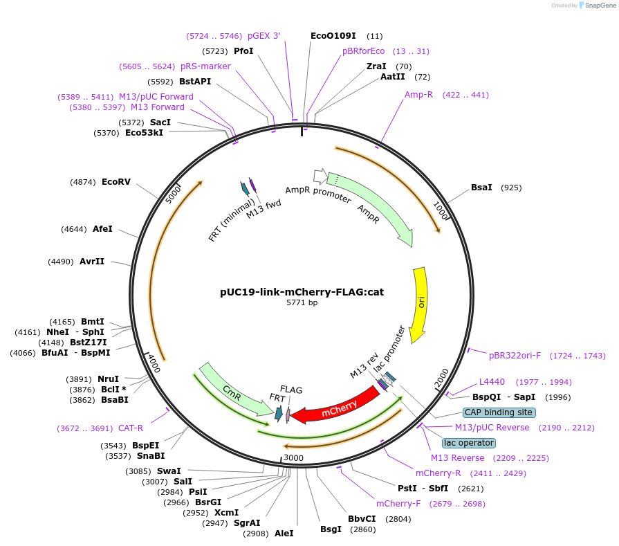 211831-plasmid-map-sequence-id-418058