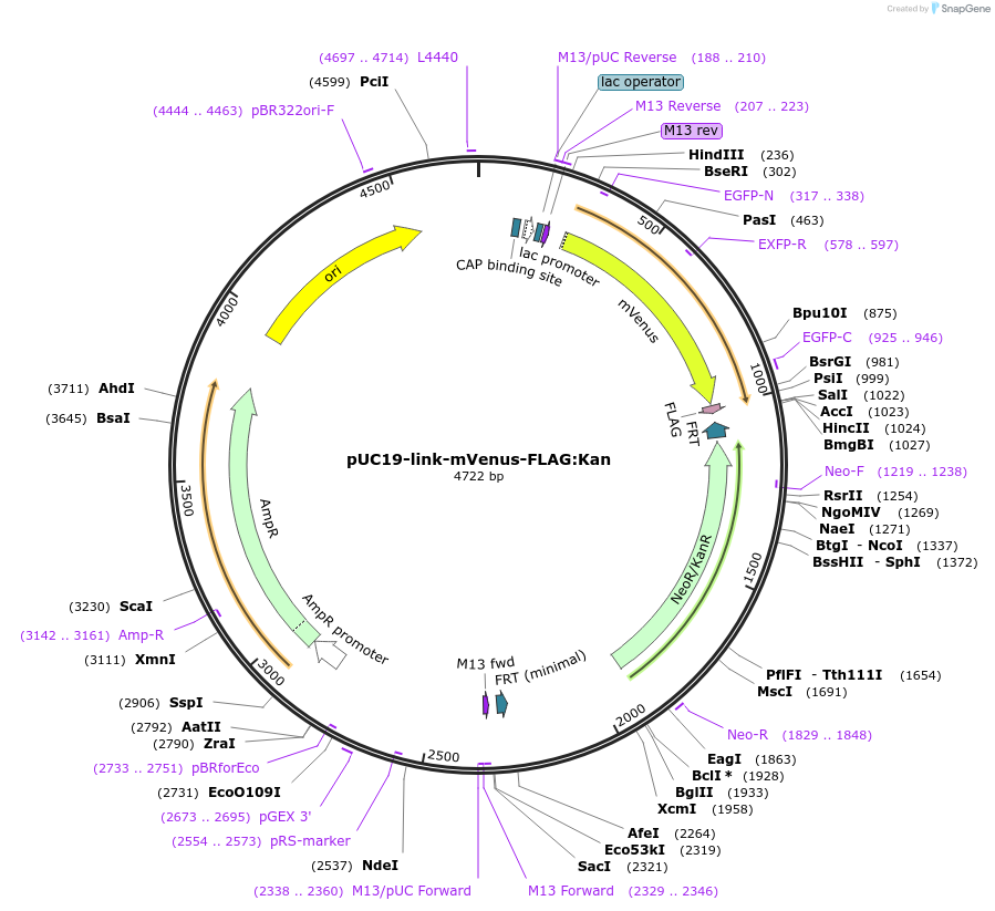 211830-plasmid-map-sequence-id-418060