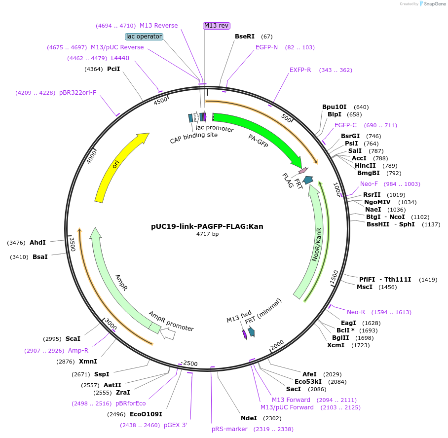 211834-plasmid-map-sequence-id-418061