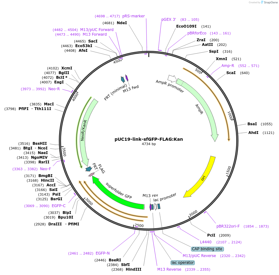 211833-plasmid-map-sequence-id-418068