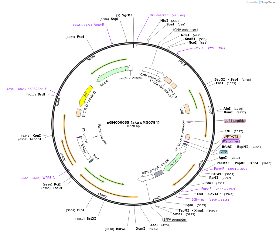 210768-plasmid-map-sequence-id-418103