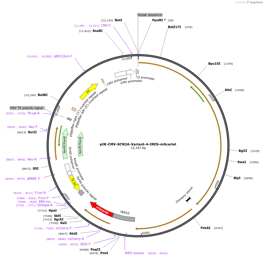 209410-plasmid-map-sequence-id-418104