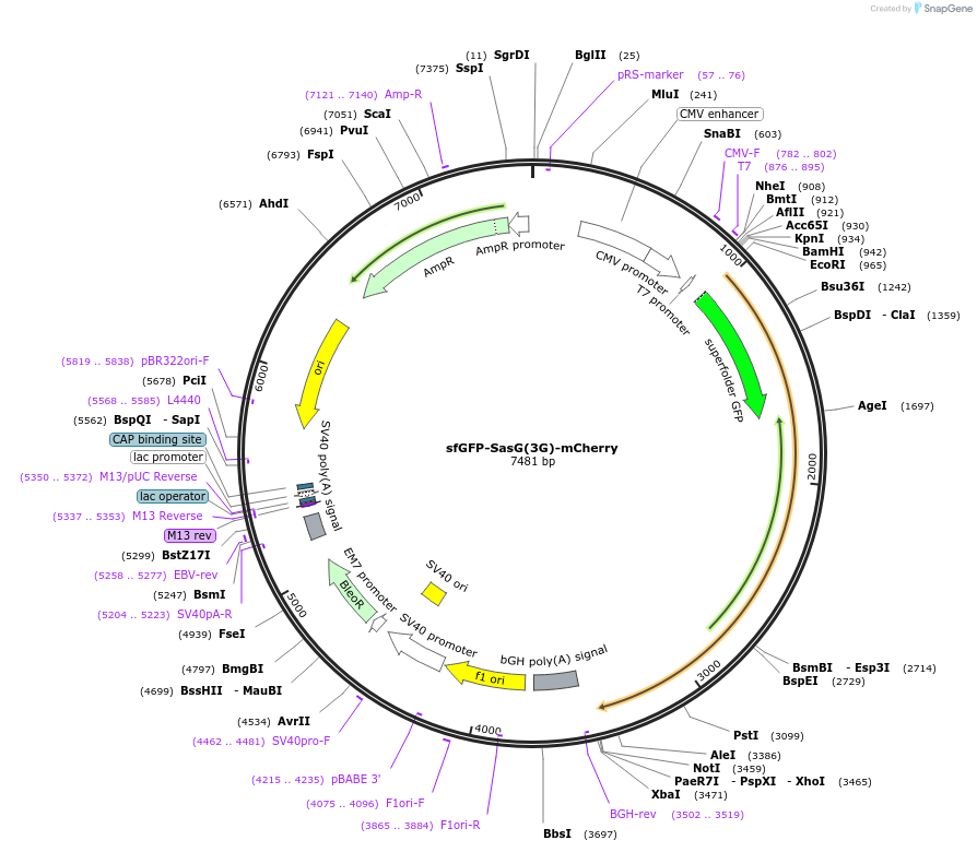 206945-plasmid-map-sequence-id-418123