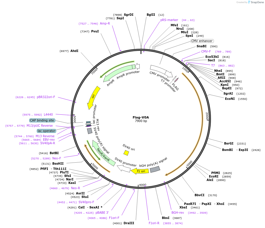 210347-plasmid-map-sequence-id-418124