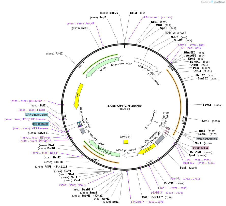 210376-plasmid-map-sequence-id-418138