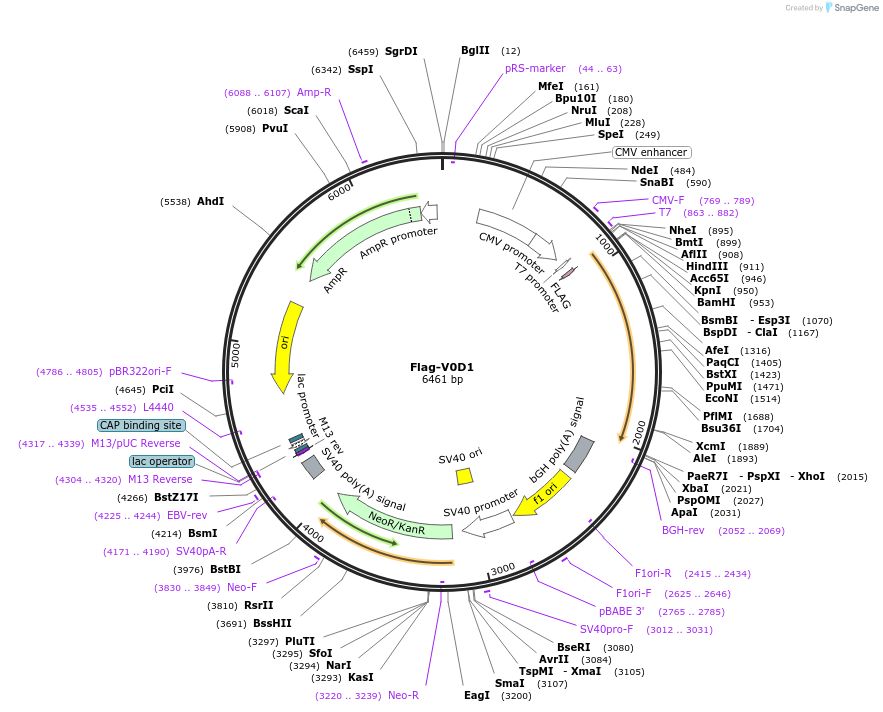 210348-plasmid-map-sequence-id-418168