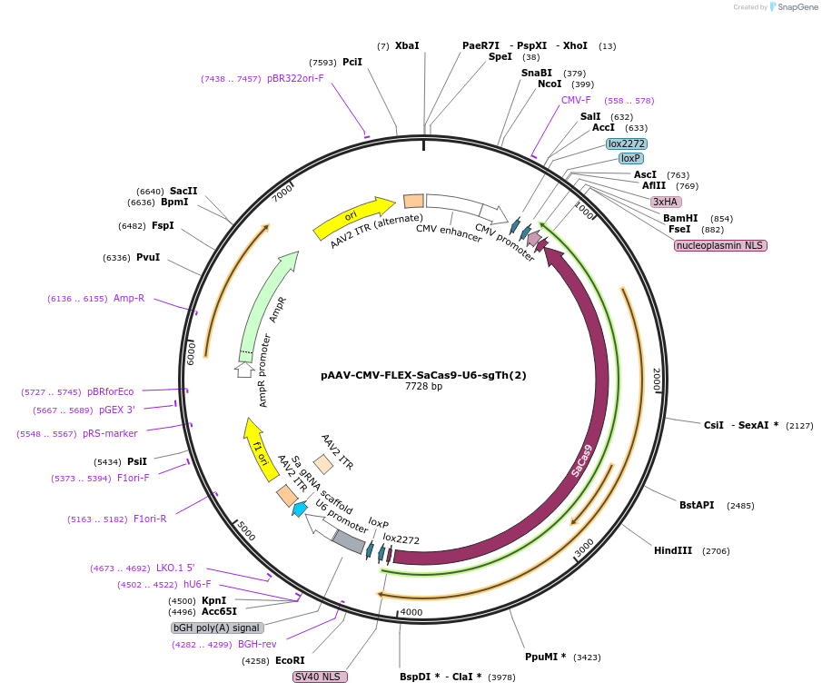 209198-plasmid-map-sequence-id-418181