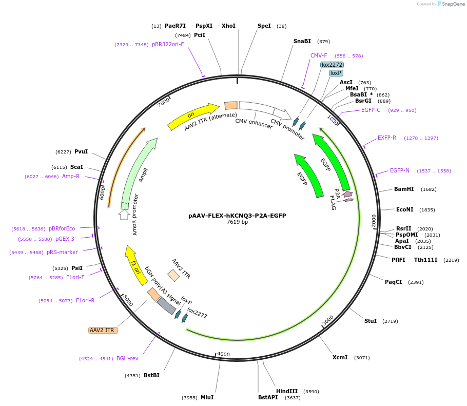 209195-plasmid-map-sequence-id-418184