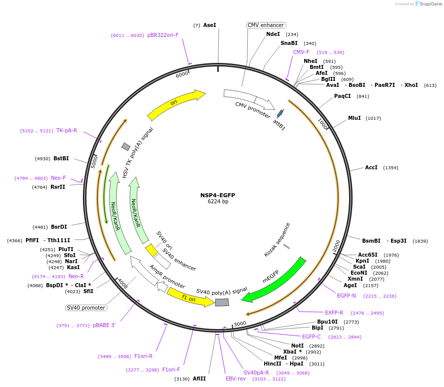210378-plasmid-map-sequence-id-418192