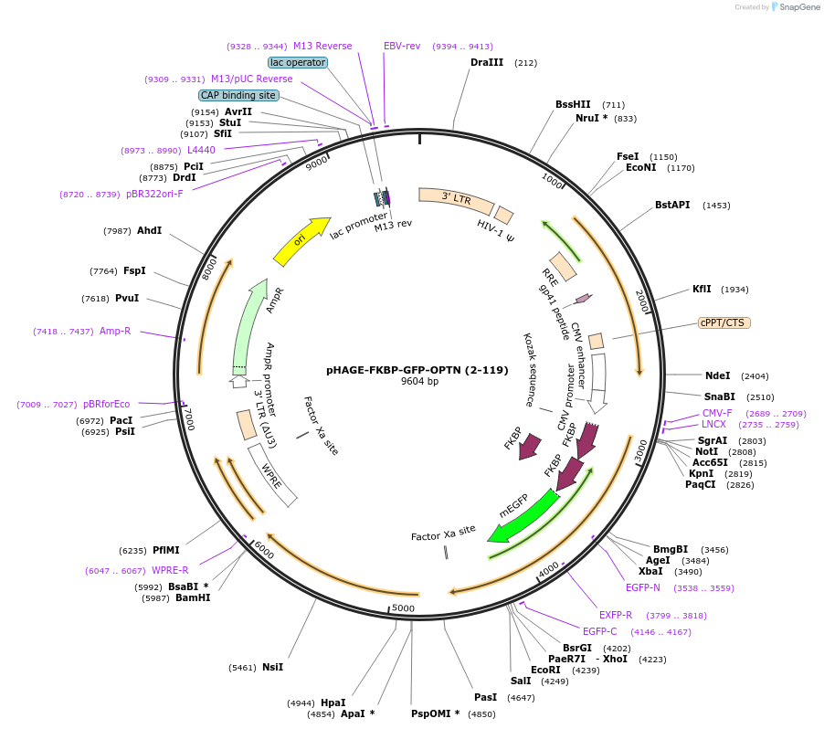 208867-plasmid-map-sequence-id-418241