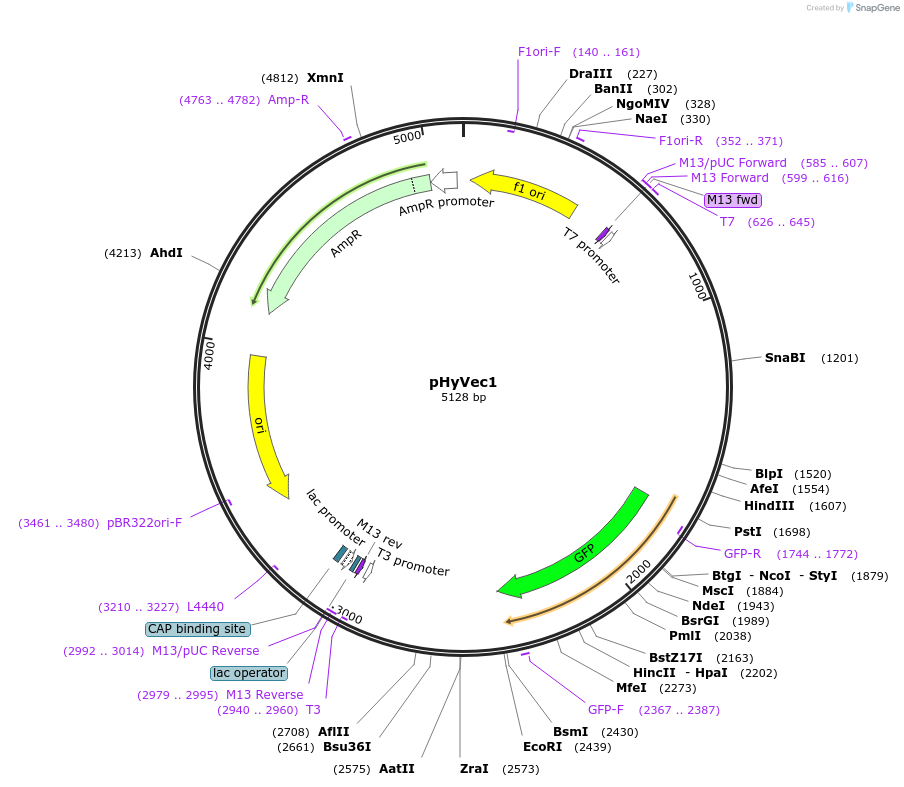 34789-plasmid-map-sequence-id-41826