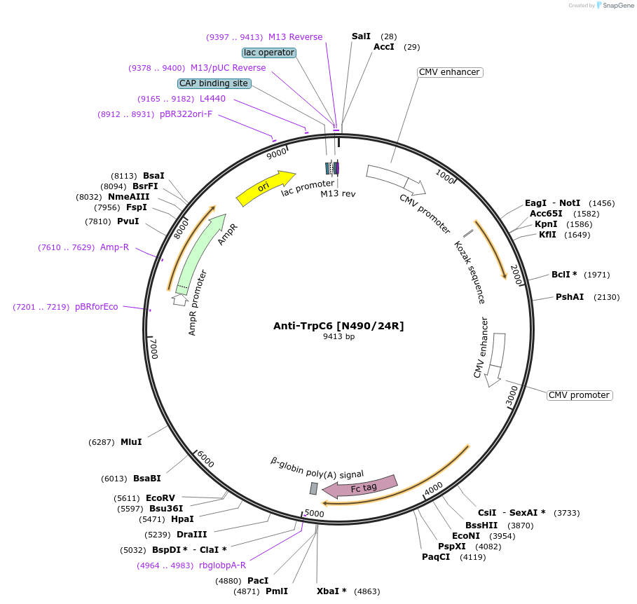 211590-plasmid-map-sequence-id-418263