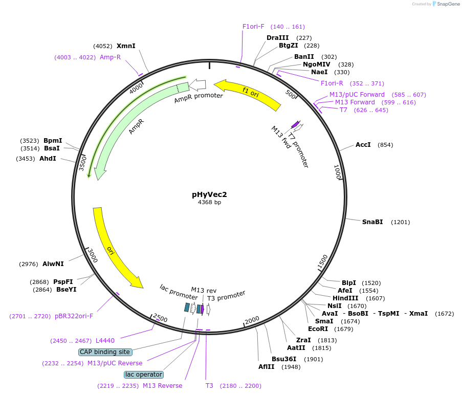 34790-plasmid-map-sequence-id-41827