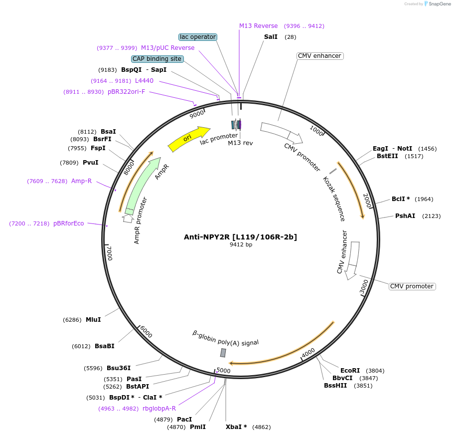 211594-plasmid-map-sequence-id-418271