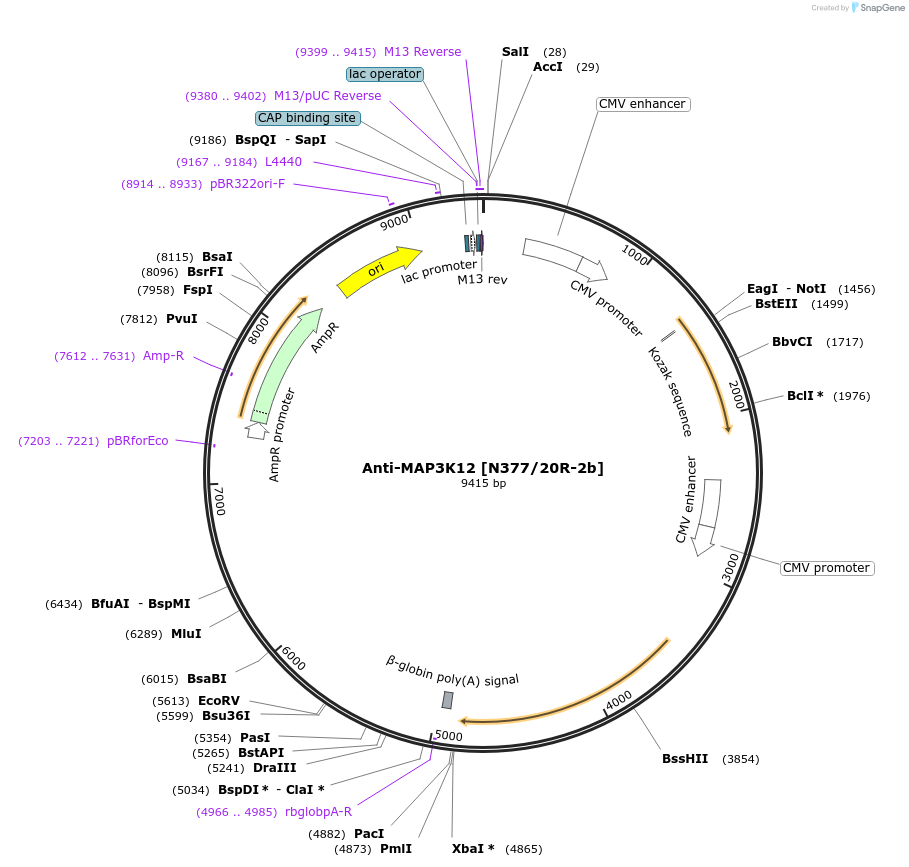 211596-plasmid-map-sequence-id-418273