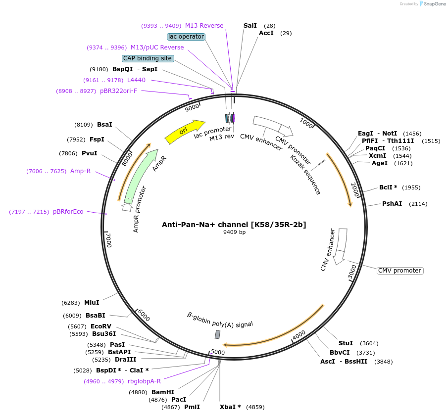 211592-plasmid-map-sequence-id-418274