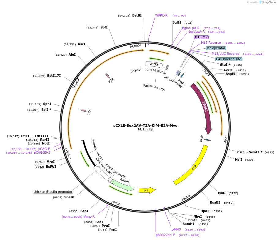 210017-plasmid-map-sequence-id-418276
