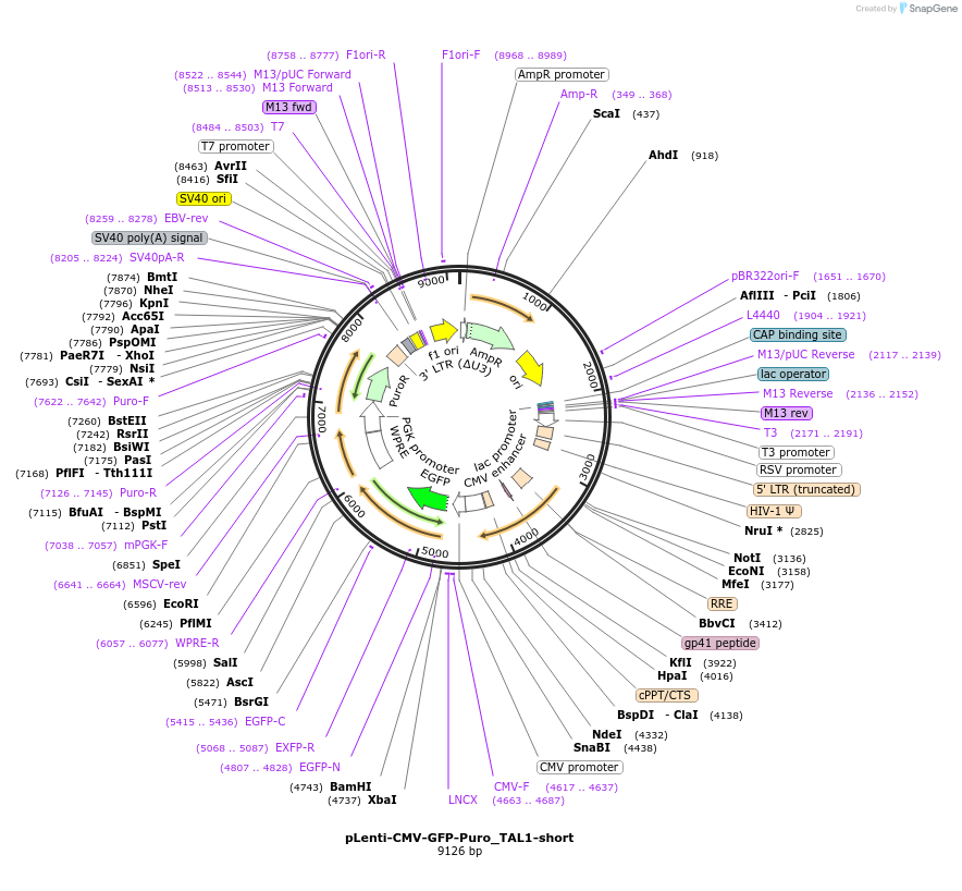 210641-plasmid-map-sequence-id-418277