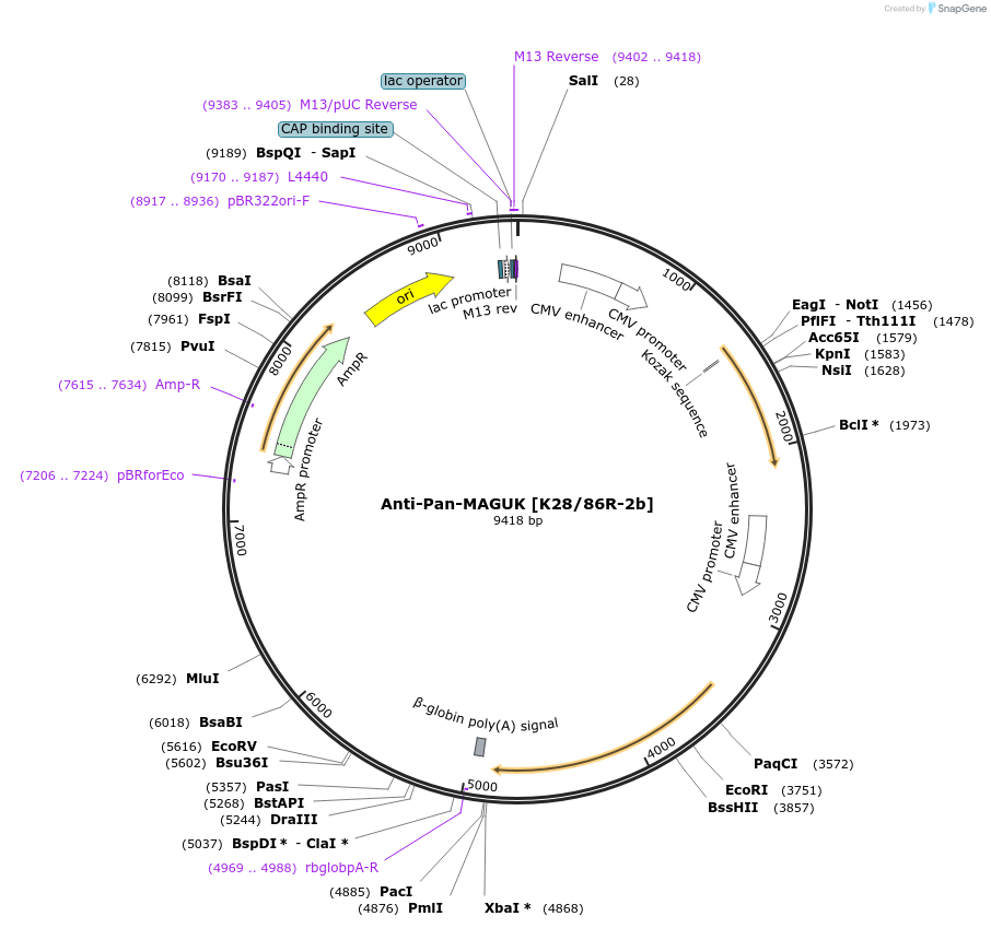 211591-plasmid-map-sequence-id-418278