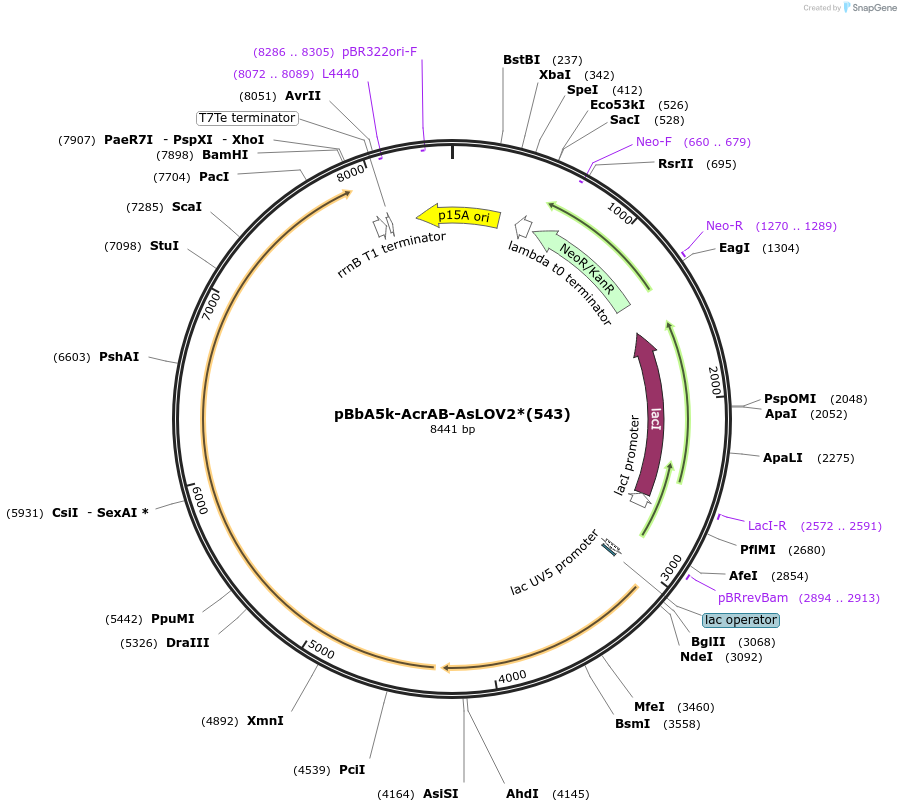 210863-plasmid-map-sequence-id-418280