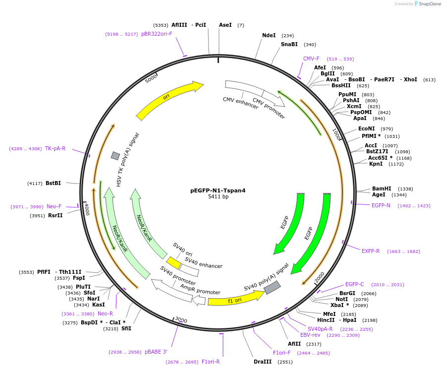 210323-plasmid-map-sequence-id-418287