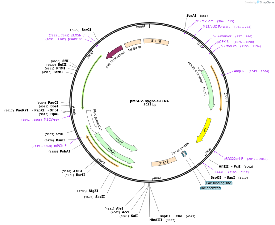102598-plasmid-map-sequence-id-418288
