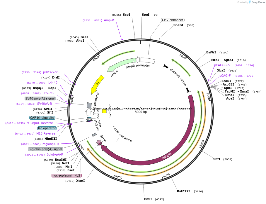 107941-plasmid-map-sequence-id-418295