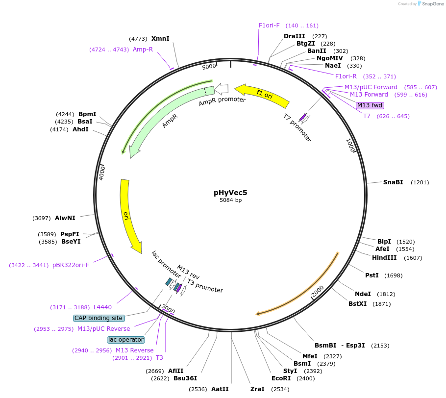34792-plasmid-map-sequence-id-41831
