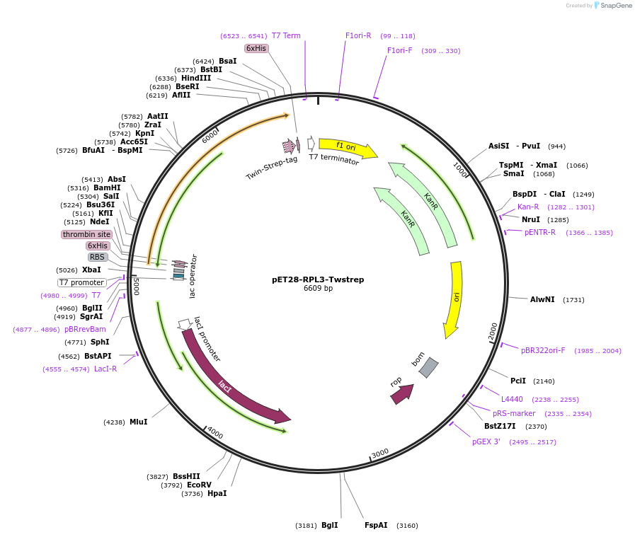 208623-plasmid-map-sequence-id-418316