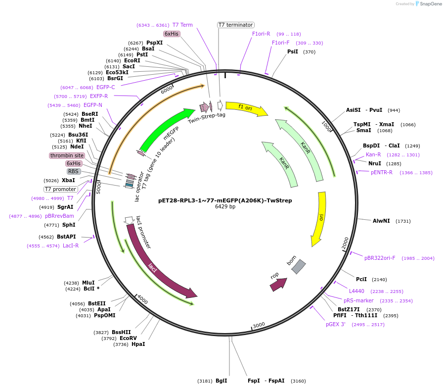 208624-plasmid-map-sequence-id-418336