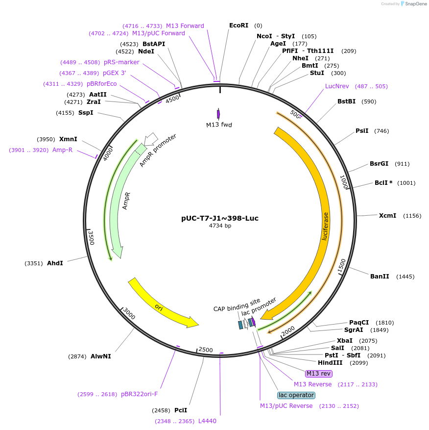 208639-plasmid-map-sequence-id-418341