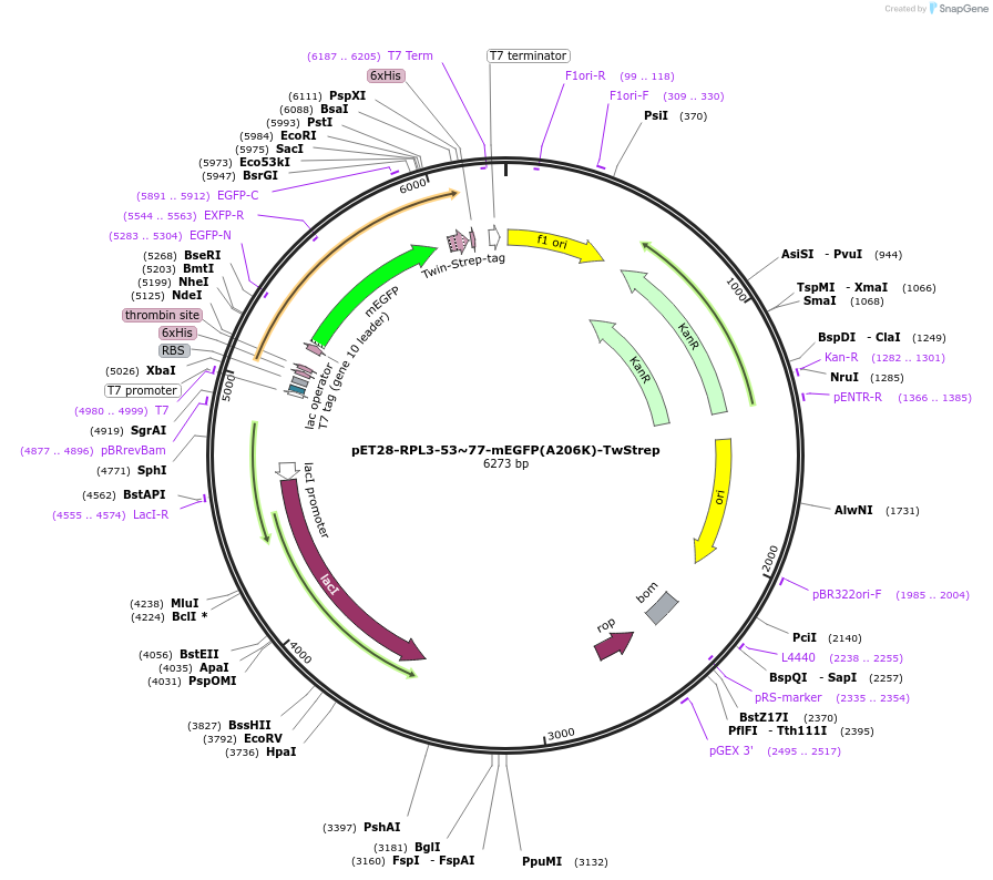 208632-plasmid-map-sequence-id-418343