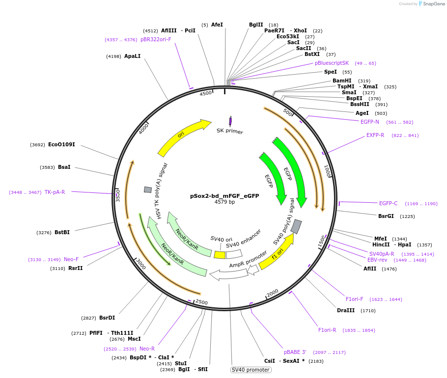 34704-plasmid-map-sequence-id-41835