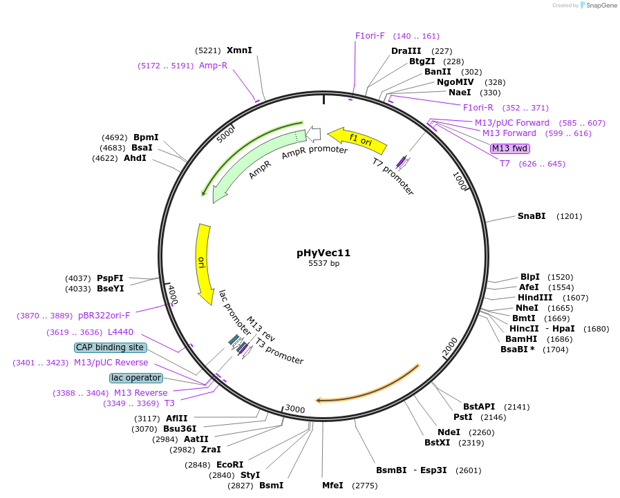 34794-plasmid-map-sequence-id-41836