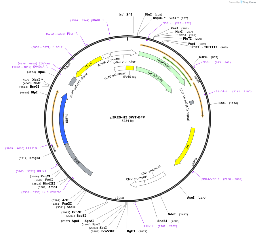 209442-plasmid-map-sequence-id-418360