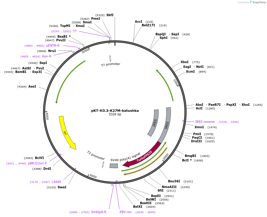 209443-plasmid-map-sequence-id-418361