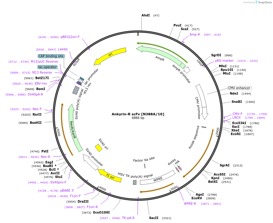 211609-plasmid-map-sequence-id-418363