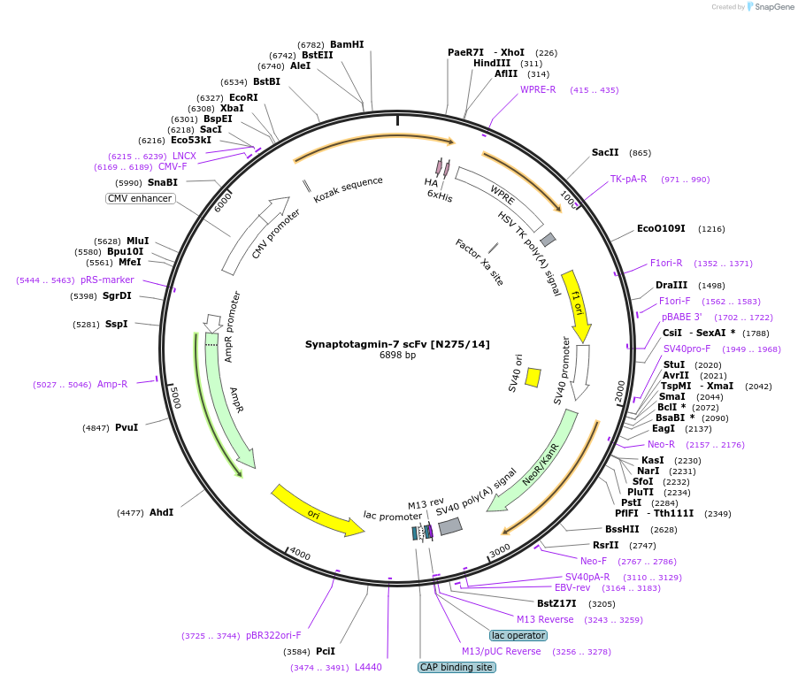 211608-plasmid-map-sequence-id-418364