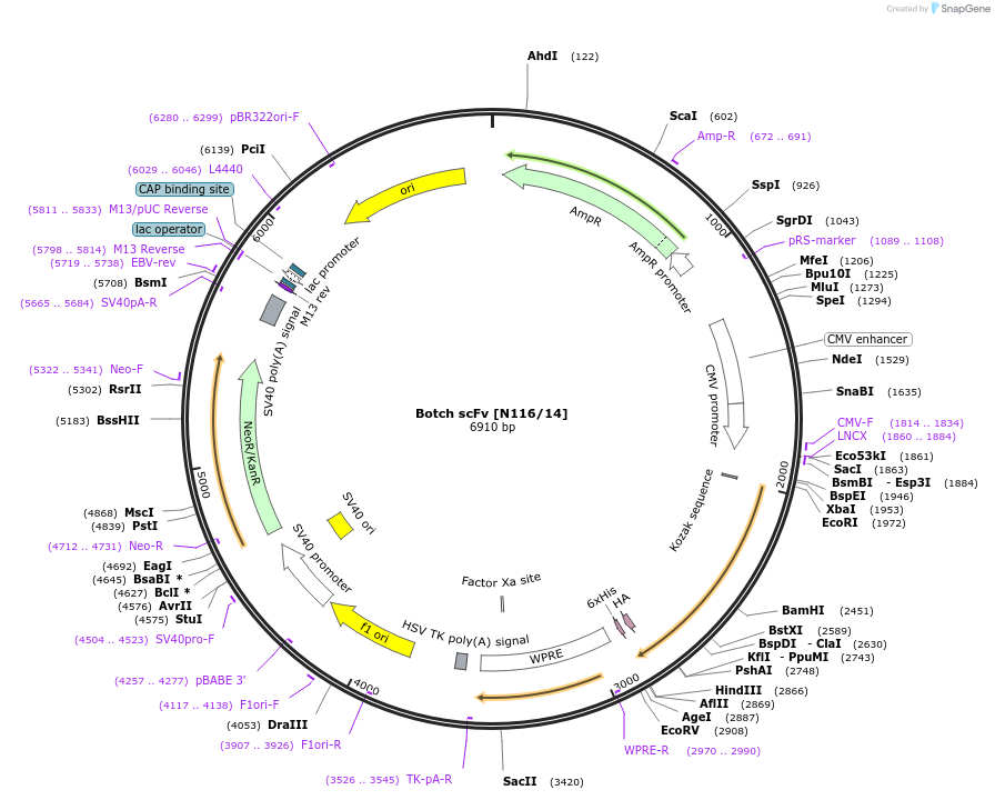 211604-plasmid-map-sequence-id-418366