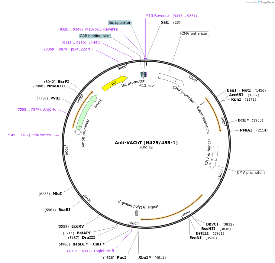 211600-plasmid-map-sequence-id-418369