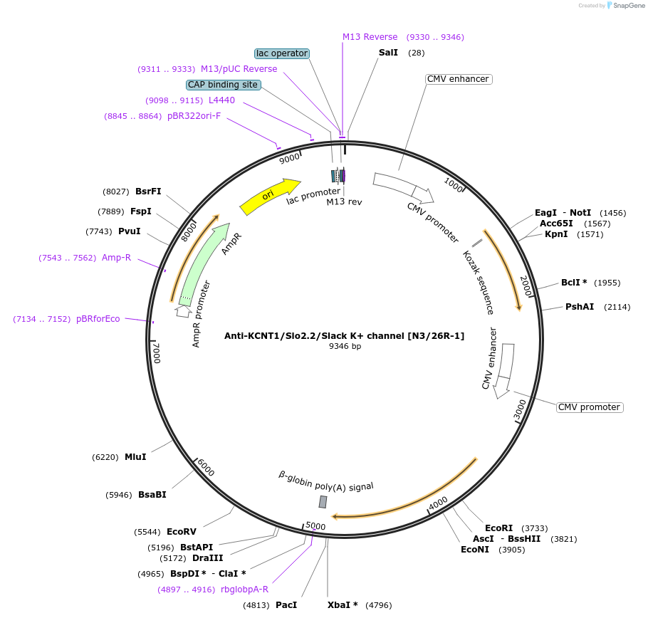 211599-plasmid-map-sequence-id-418372
