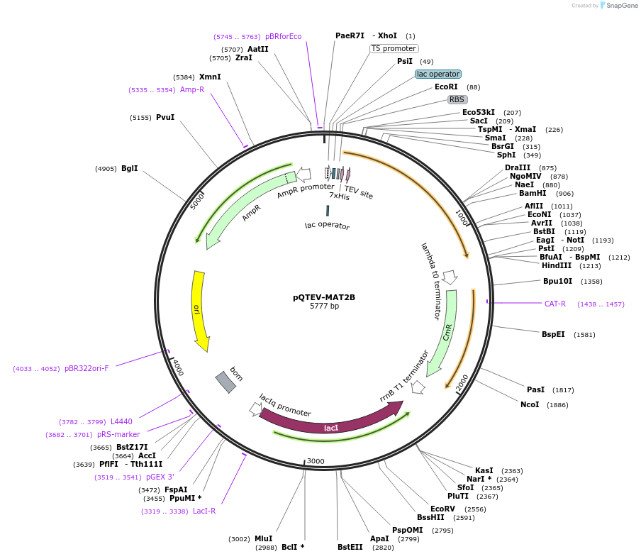 34795-plasmid-map-sequence-id-41839