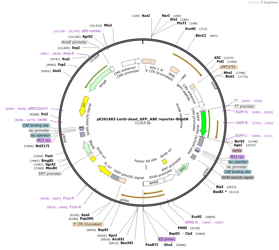 211820-plasmid-map-sequence-id-418439