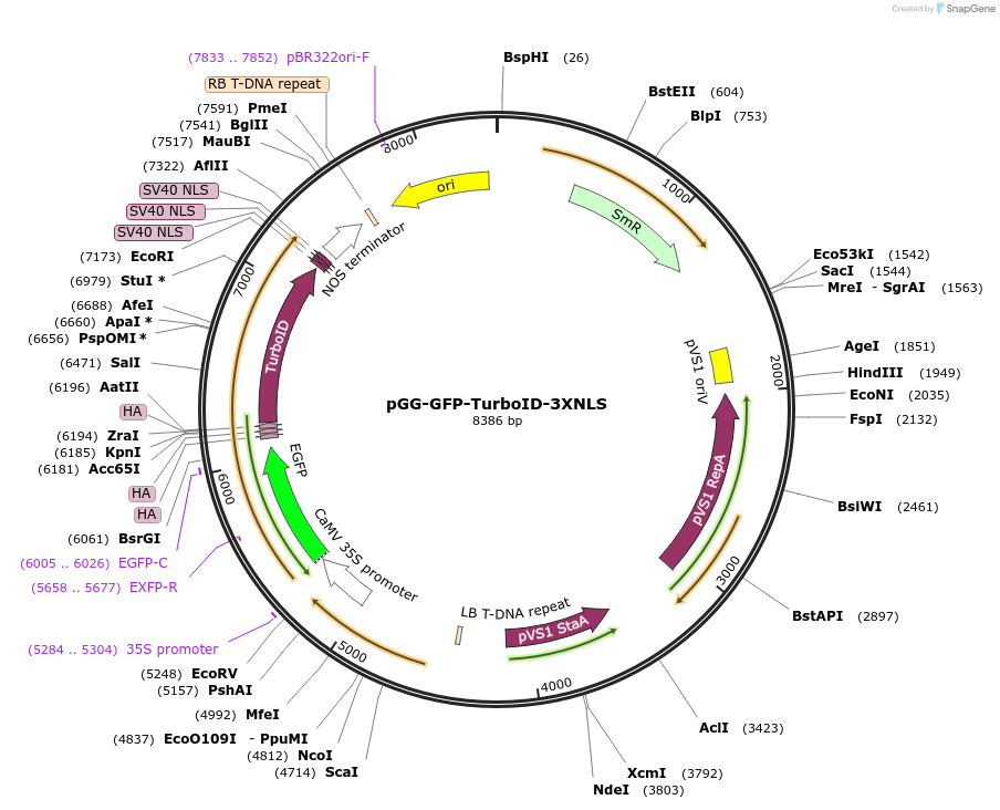 209400-plasmid-map-sequence-id-418442