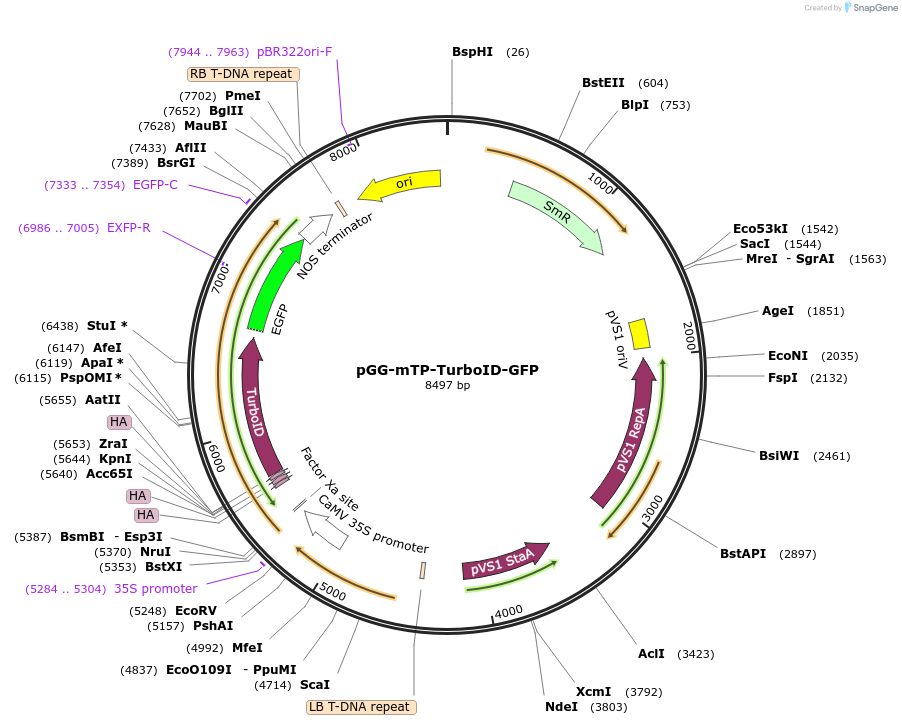 209404-plasmid-map-sequence-id-418443