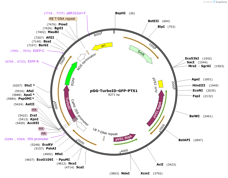 209406-plasmid-map-sequence-id-418444