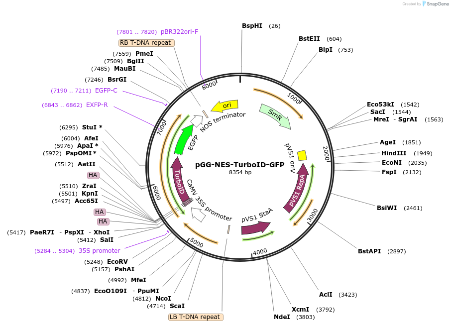 209401-plasmid-map-sequence-id-418454