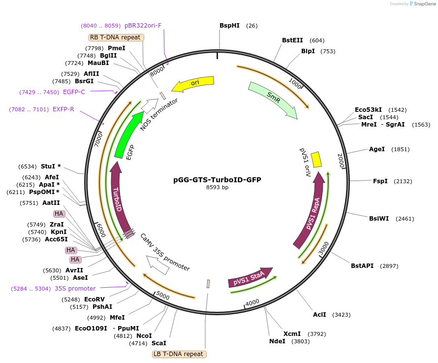 209405-plasmid-map-sequence-id-418457